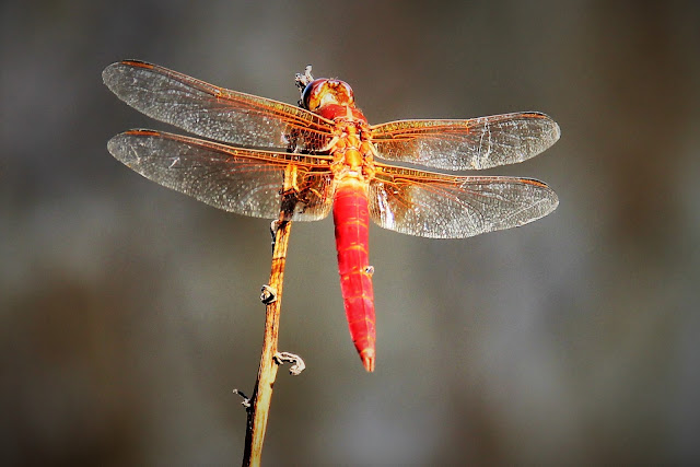 Libellula croceipennis