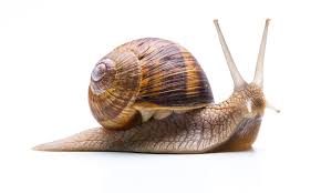 Schnecke