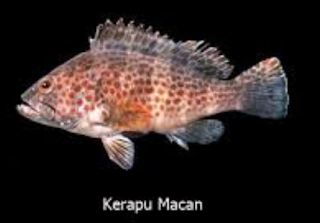 Ciri Ikan Kerapu Macan