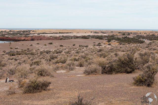 Argentina, Pinguim, Magalhães, Patagónia, Península de Valdés