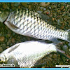 Hewan Yang Hidup Di Air Tawar Selain Ikan