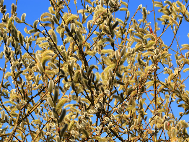 Salix gracilistyla