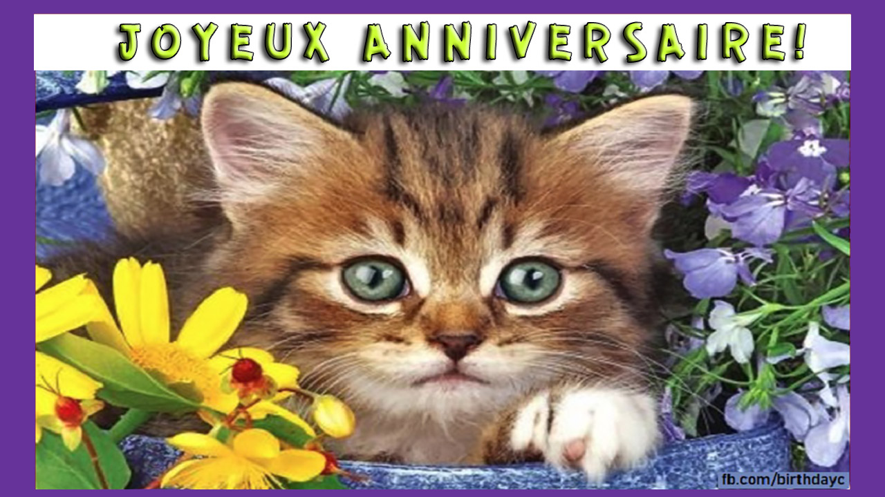Carte De Voeux D Anniversaire Avec Photo De Chat Carte De Voeux D Anniversaire Avec Photo De Chat
