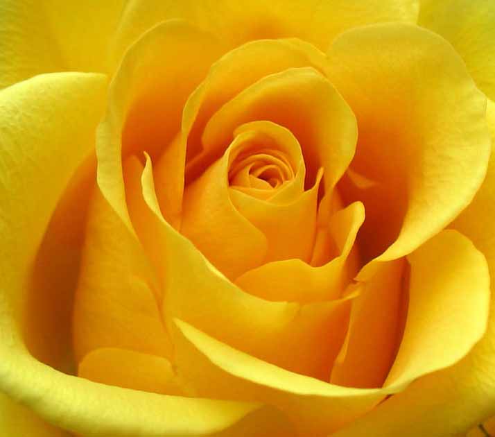 Beautifull yellow roses