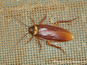 American Cockroach Image