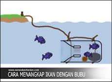 Cara menangkap ikan disungai dengan bubu