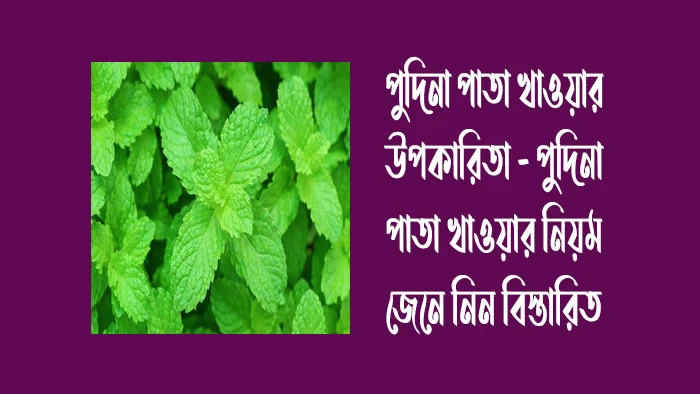 পুদিনা পাতা খাওয়ার উপকারিতা - পুদিনা পাতা খাওয়ার নিয়ম জেনে নিন