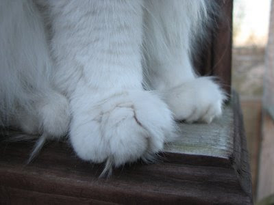 Who doesn't love cat paws? by Shamey Jo from flickr (CC-NC-ND)