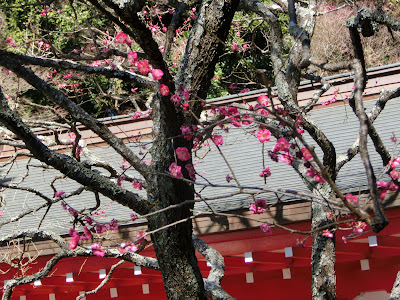  荏柄天神社の寒紅梅