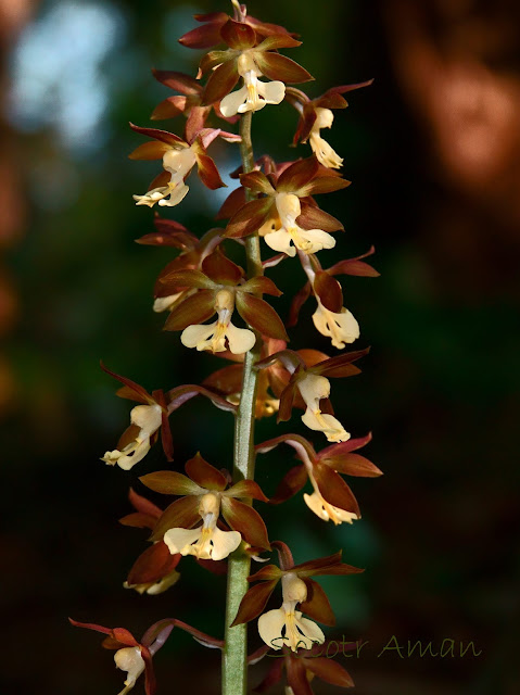 Calanthe discolor