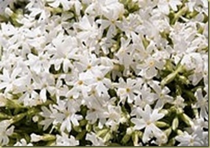 phlox in flower box