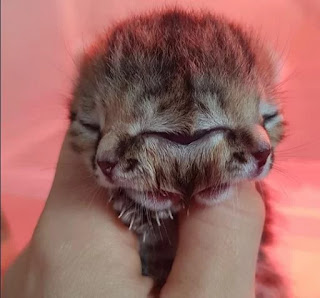 Bettie Bee is a cat born abnormally in South Africa due to an error during  birth