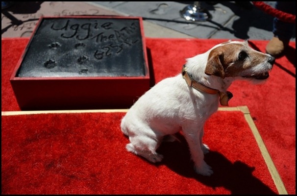 uggie walk of fame 9 uggie walk of fame 9