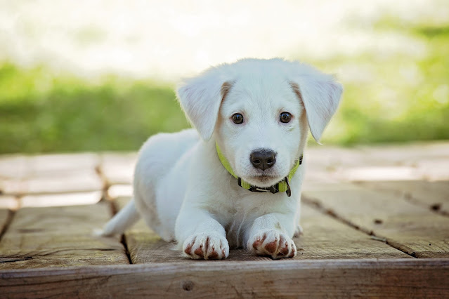 Como seria o cachorro que mais combina com o seu signo