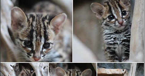 Tren Pelihara Kucing Hutan Ala Indon Everybodygoesblog