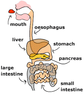 Resultat d'imatges de sistema digestivo