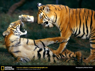 tigers wallpapers. Bangal tigers wallpapers