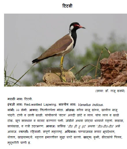 Red wattled lapwing titvi bird information in marathi