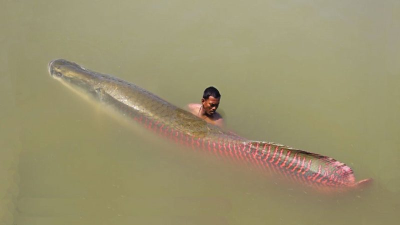 5 Daftar Jenis Ikan  Air  Tawar  Terbesar  Di Dunia Ikanesia id