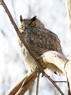 Bubo virginianus - Grand-duc d'Amérique - Grand-duc de Virginie