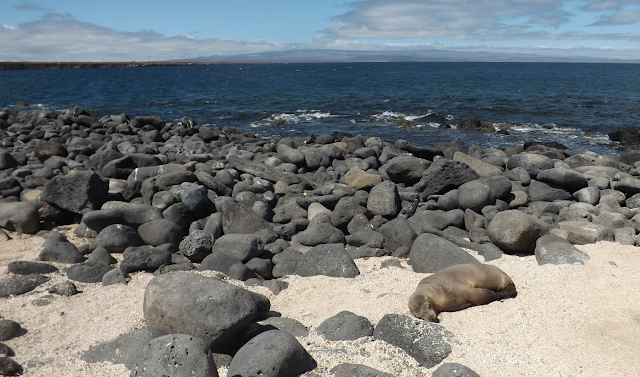 Leones marinos en Isla Seymour norte (Galápagos)