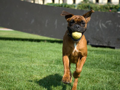 boxer-dog-training-youtube