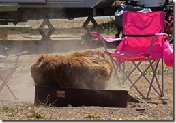 Hank the Dog, , Huntley Park, Gold Beach Oregon
