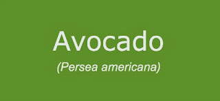 Avocado Oil