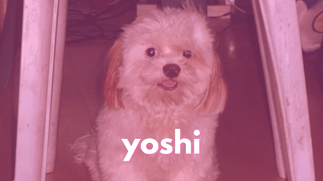 Tuesday Yoshi