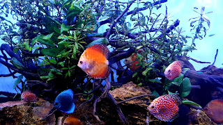 Beautiful Discus Community Aquarium Background