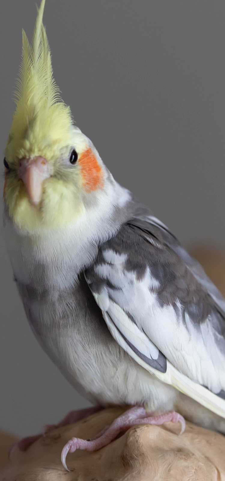 A portrait of a cockatiel .