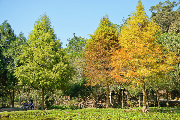 太平落羽松|太平苗圃裡面隱藏著湖光山色美麗倒影，近東汴國小