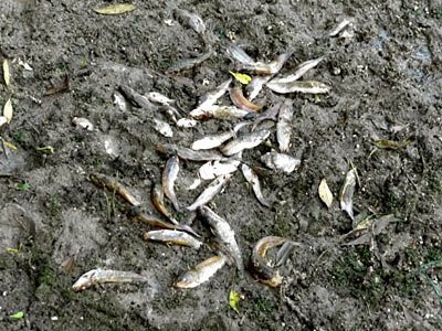 Dead fishes