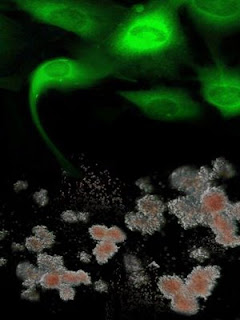 Genetically-corrected fibroblasts from Fanconi anaemia patients.