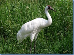 0210 Alberta Calgary - Calgary Zoo The Canadian Wilds - Whooping Crane