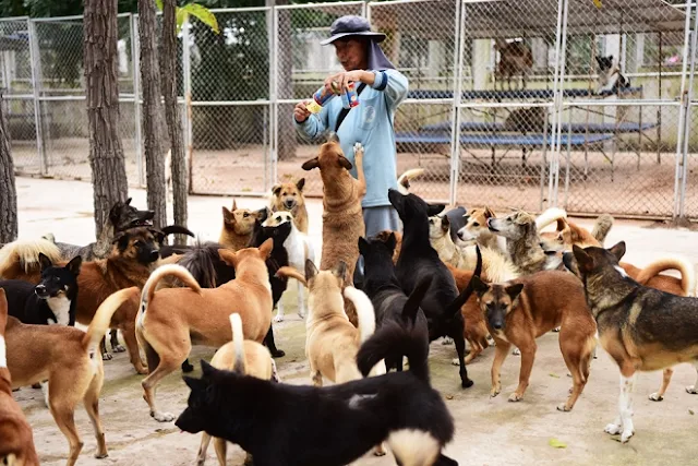 Sau 14 năm hoạt động, Soi Dog Foundation đã phối hợp với các cơ quan chính phủ xóa bỏ tình trạng buôn bán giết mổ chó ở Thái Lan với quy mô lên tới hơn 500.000 con một năm; loại bỏ hoàn toàn bệnh dại tại Phuket và nhân rộng mô hình đội tiêm phòng lưu động tại các tỉnh của Thái Lan.