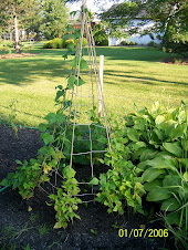 Suburban Landscape Gardening