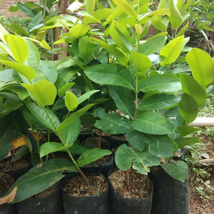 bibit pohon jambu air kingkong cocok untuk ditanam Tegal