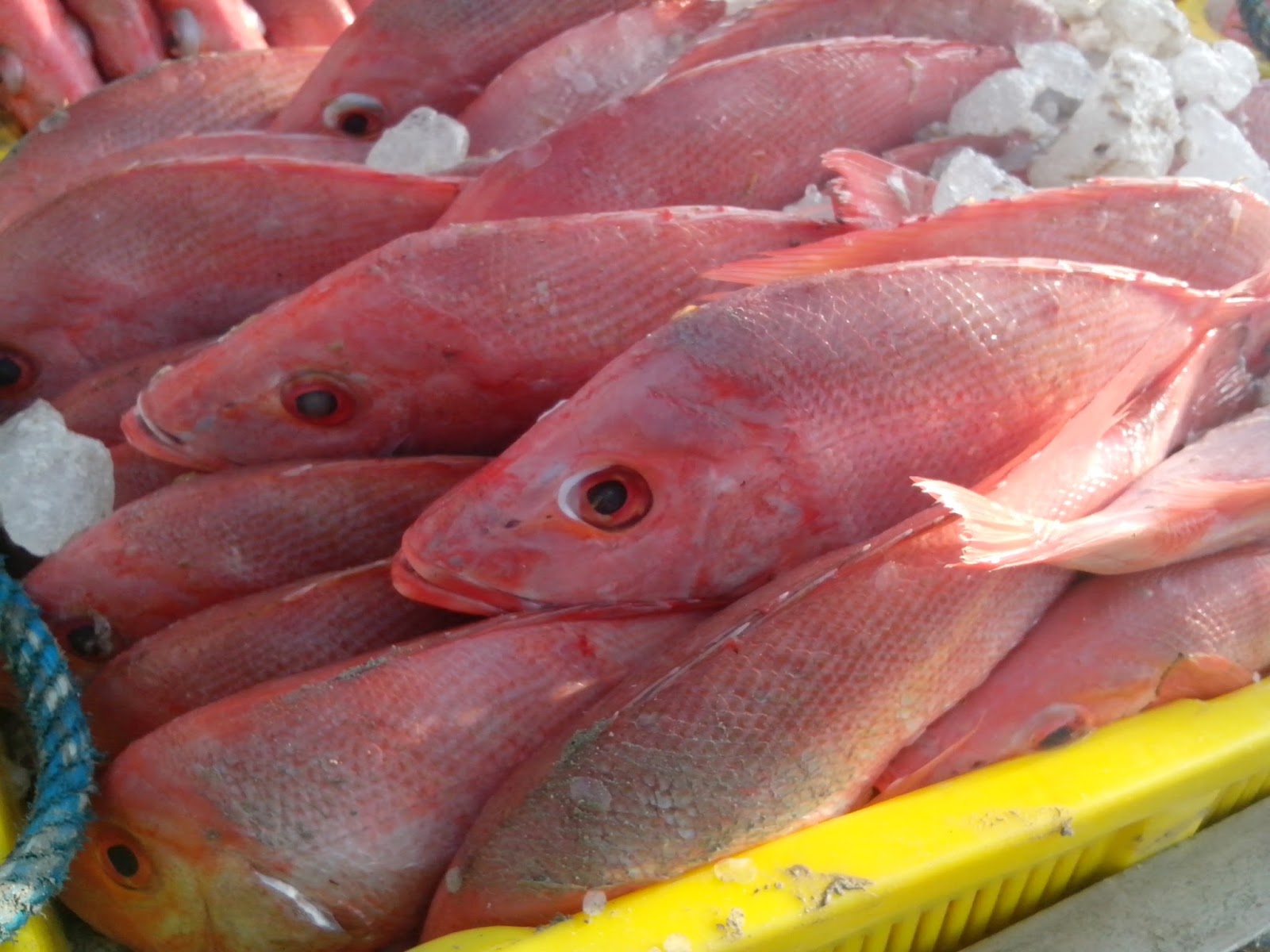 Traceability Ikan  Kakap Merah di Pelabuhan Perikanan 
