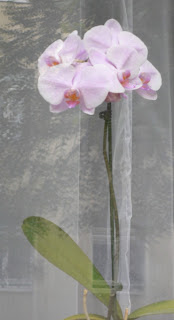 Pink Orchid bloom, photo ©2016 Tina M. Welter  Windowsills of Dresden