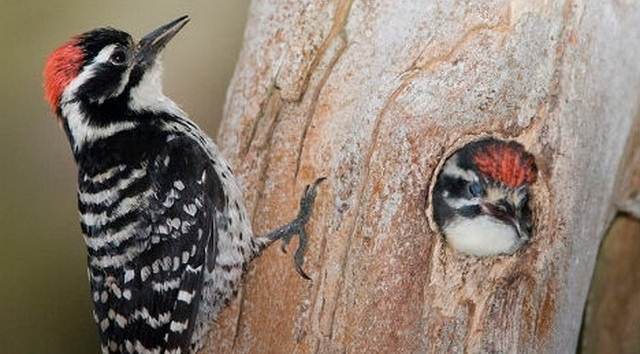  Burung Pelatuk  BERBAGI INFO Tips Trik Pengetahuan