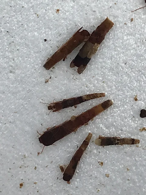 Caddisfly