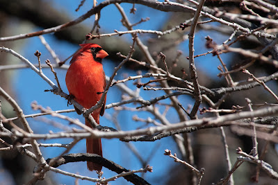 Northern Cardinal, Bob Jones Nature Center
