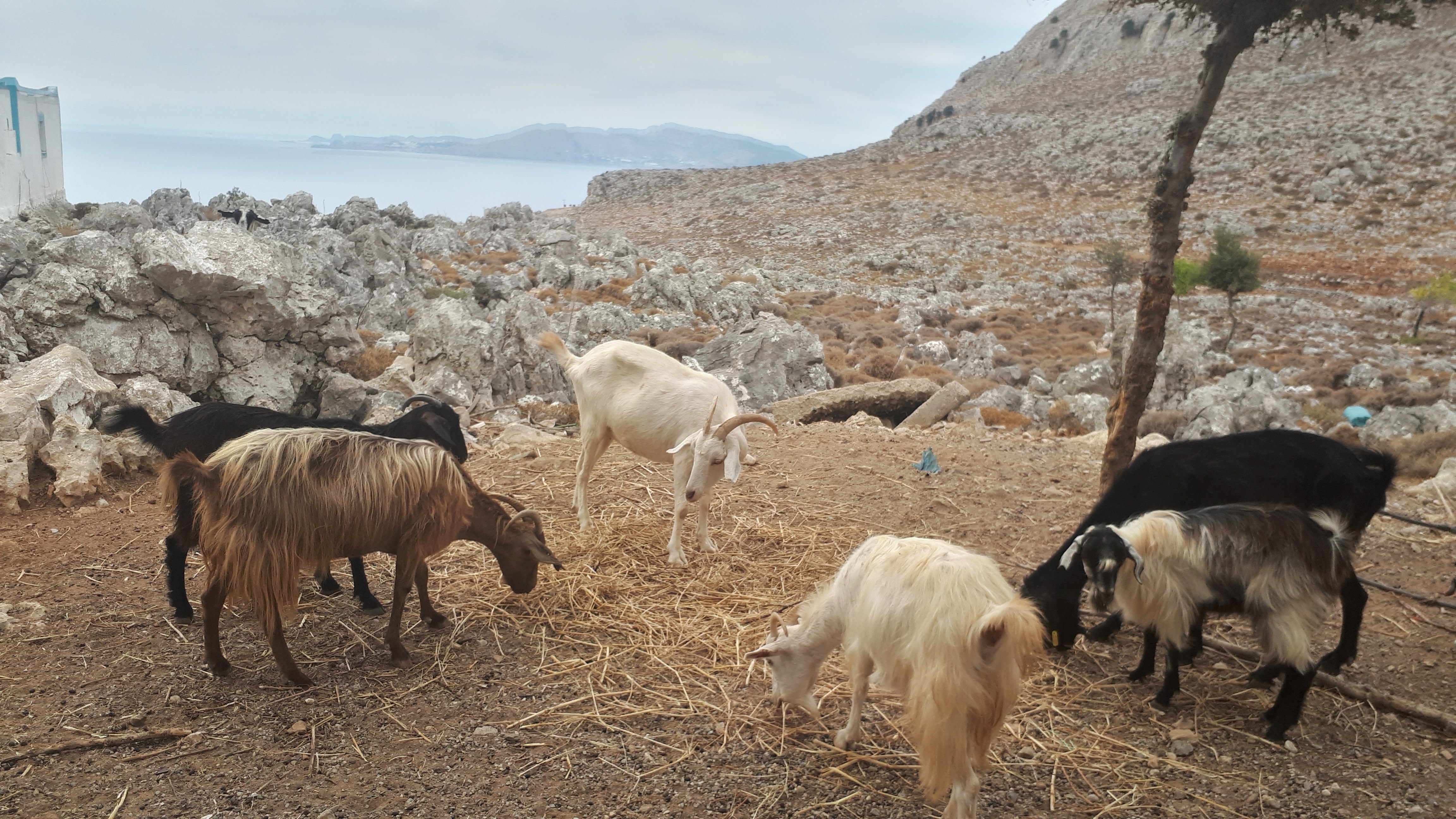 The chapel goats