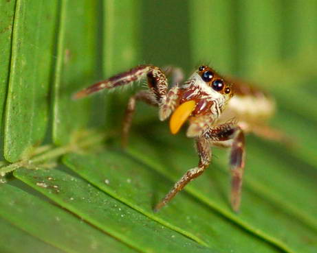 091012 vegetarian spider big 10 Penemuan spesies Binatang Baru Versi National Geographic