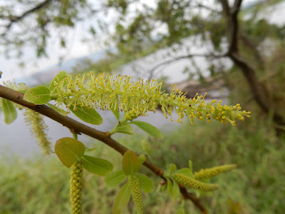 水柳的雄花序