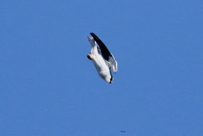 Black-winged Kite