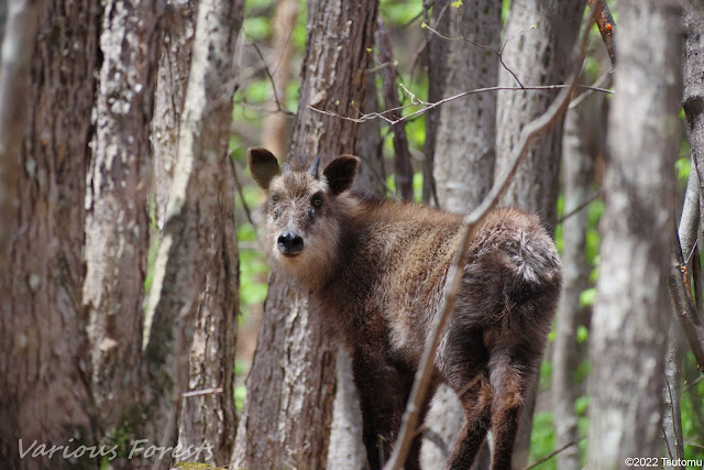 Japanese serow