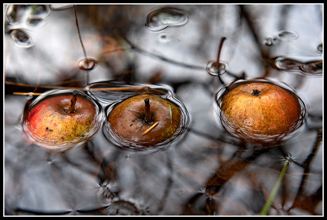 Nova Scotia; Fall; Autumn; Apples