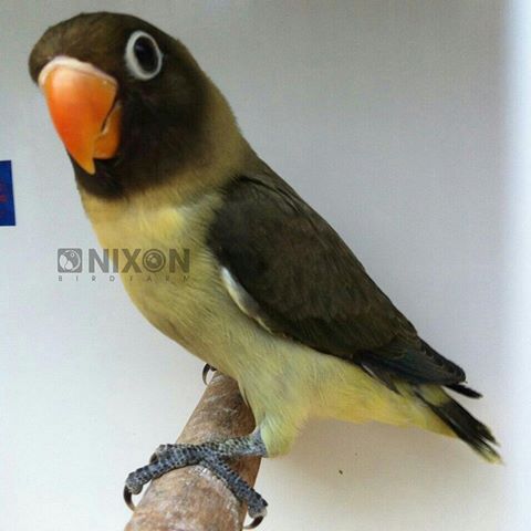 Jenis Mutasi Warna Lovebird Parblue Beserta Harga Ciri 